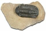 Detailed Phacopid (Morocops) Trilobite - Foum Zguid, Morocco #363139-3